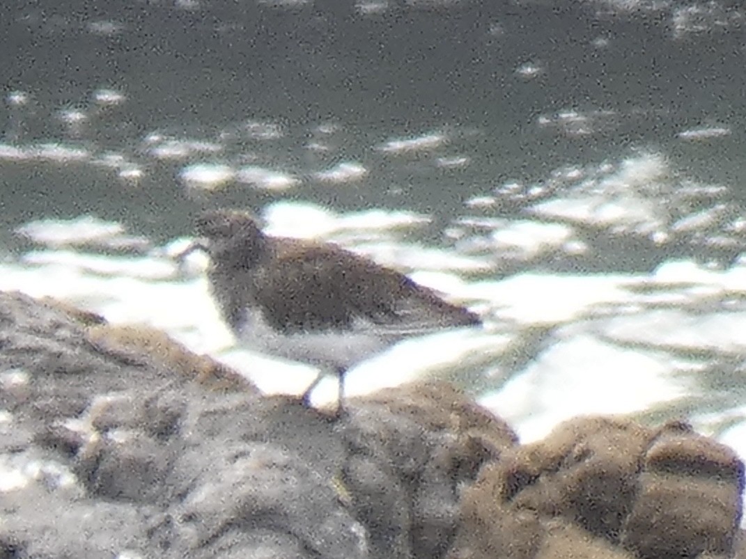 Black Turnstone - ML636790971