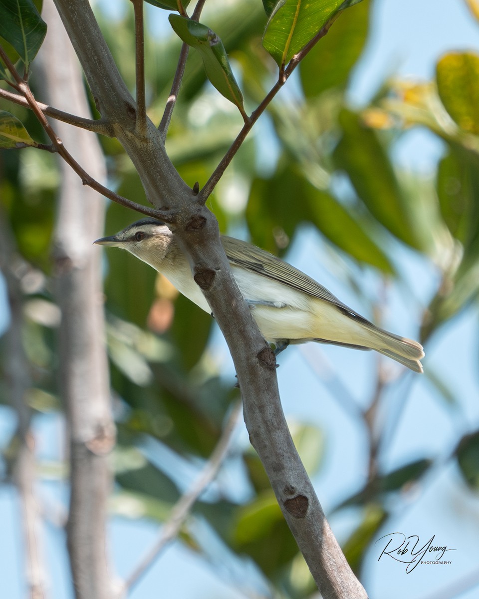 Red-eyed Vireo - ML636790988