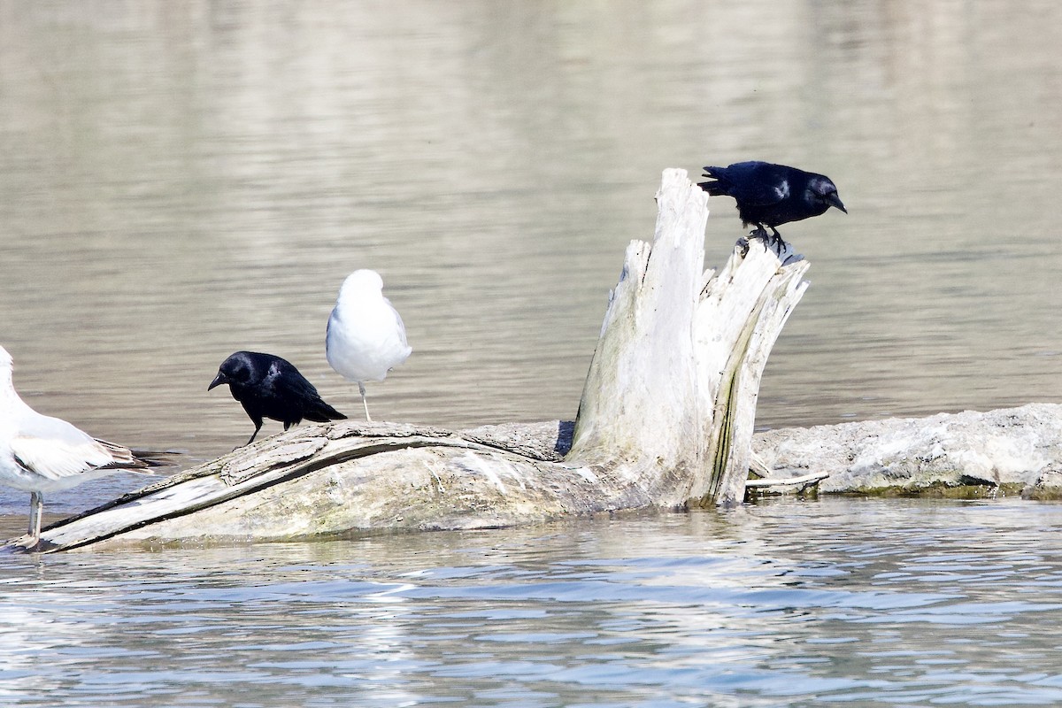 Fish Crow - ML636791024