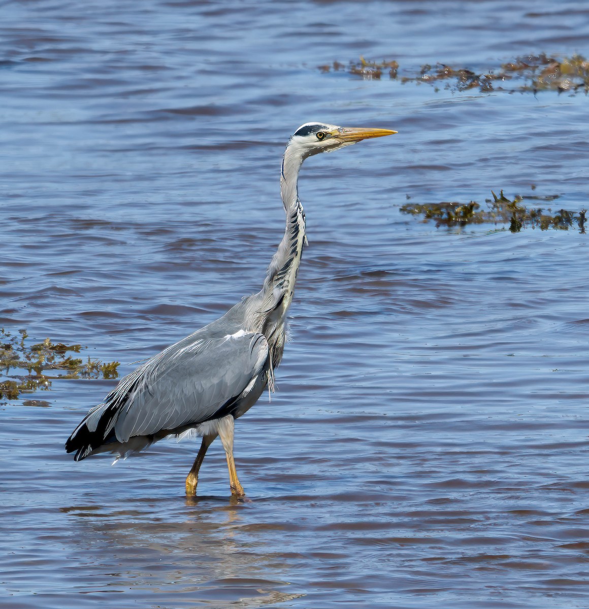 Gray Heron - ML636791046