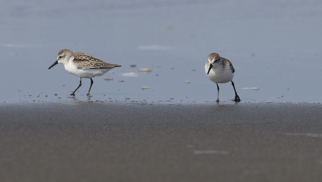 Bergstrandläufer - ML636791112