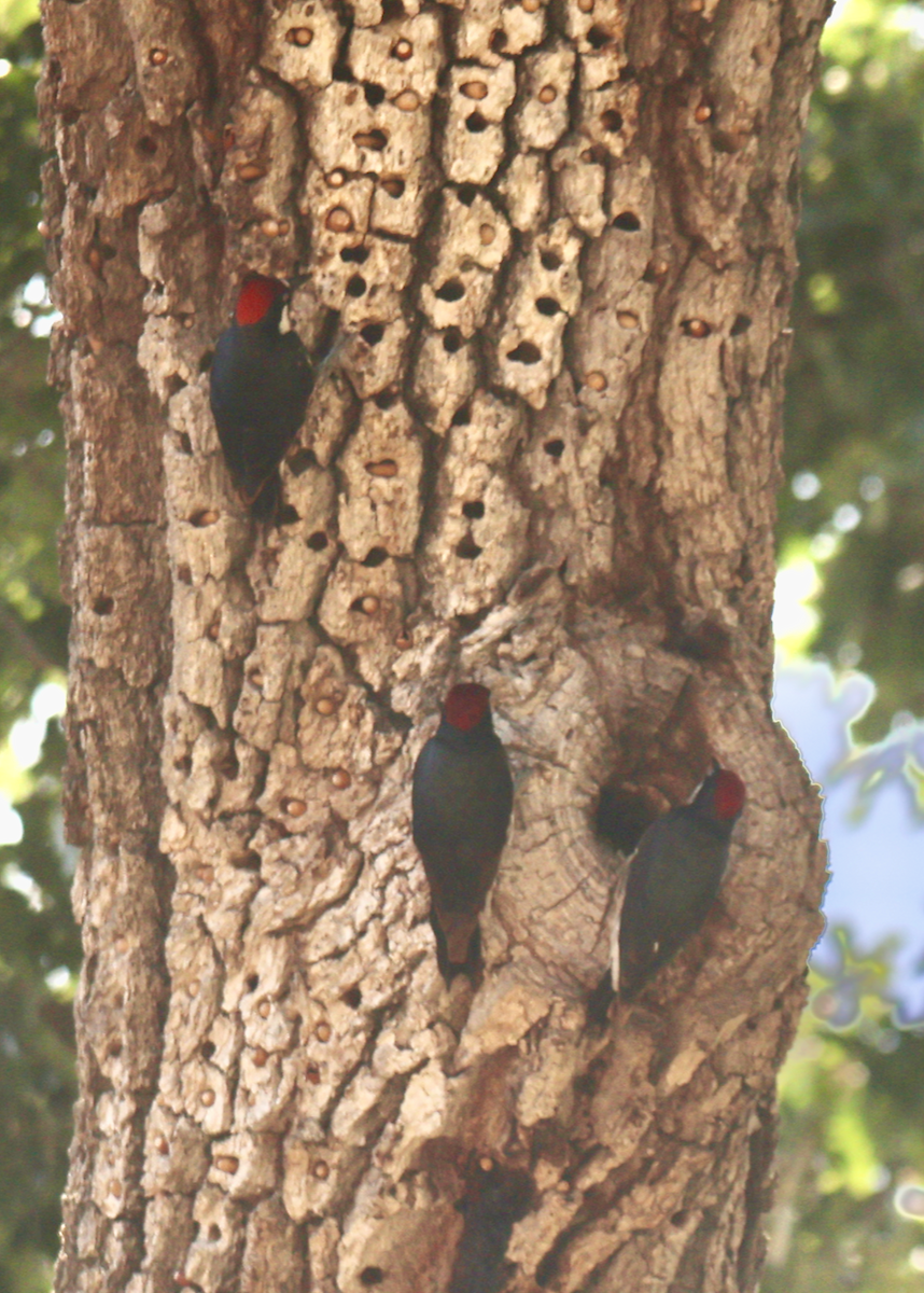 Acorn Woodpecker - ML636791187