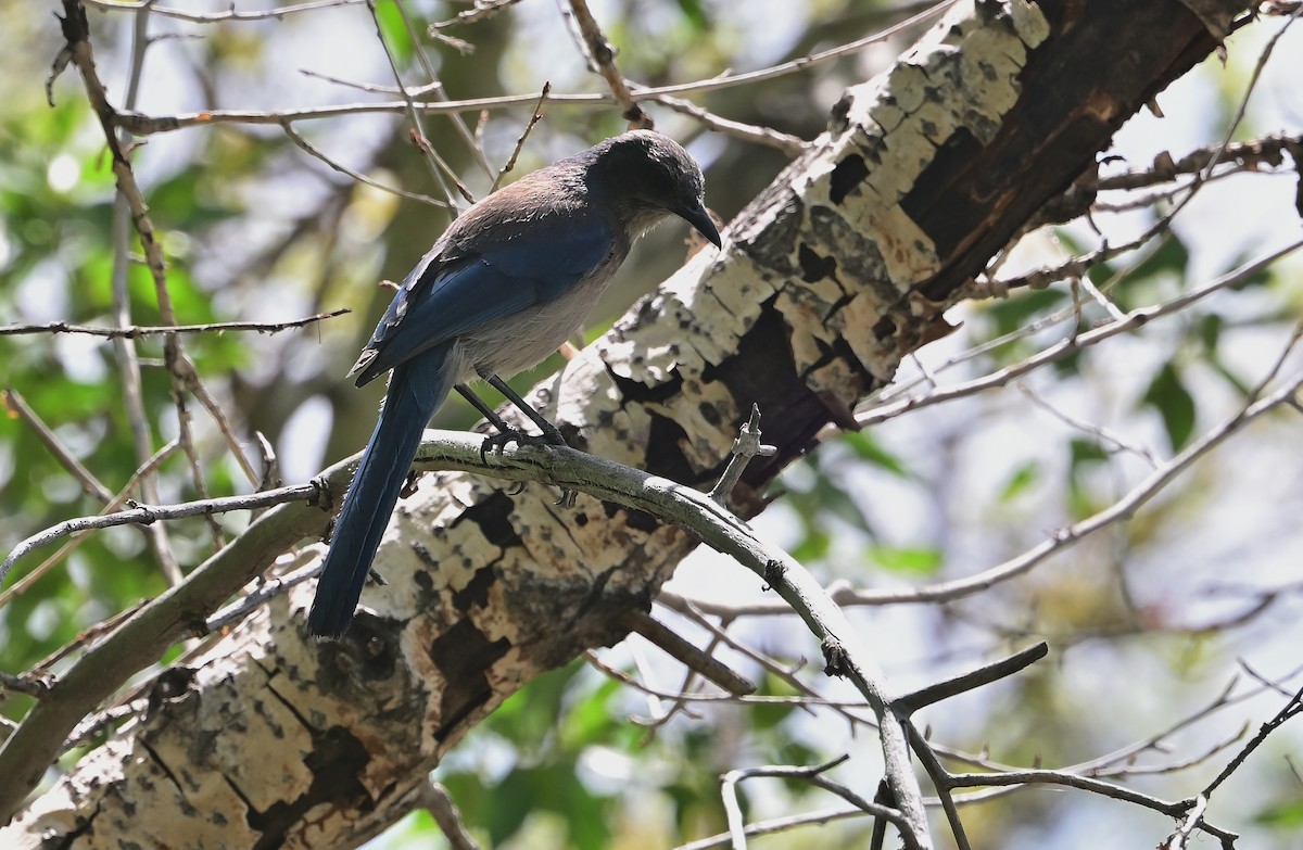 Woodhouse's Scrub-Jay - ML636791211