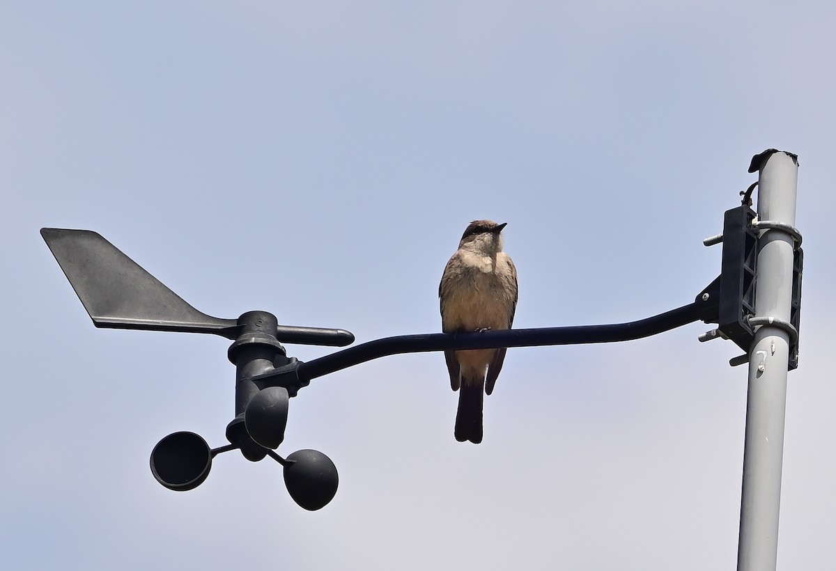 Say's Phoebe - ML636791230