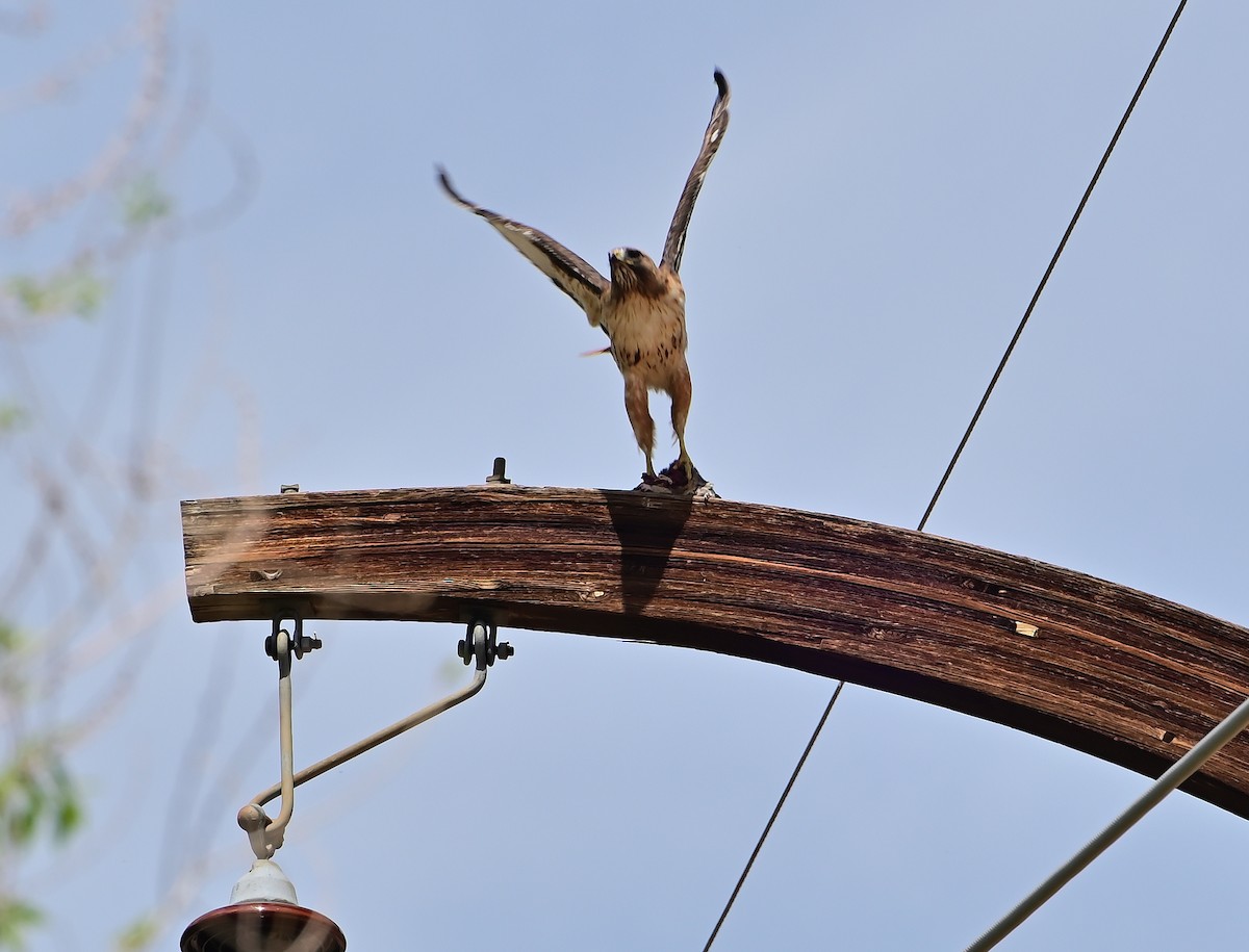 Red-tailed Hawk - ML636791271