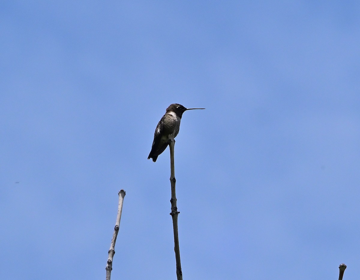 Black-chinned Hummingbird - ML636791298