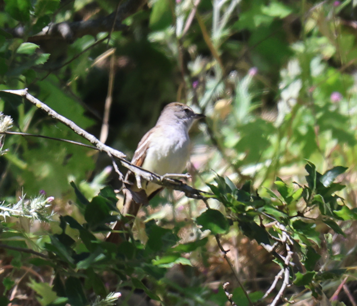 Ash-throated Flycatcher - ML636791347
