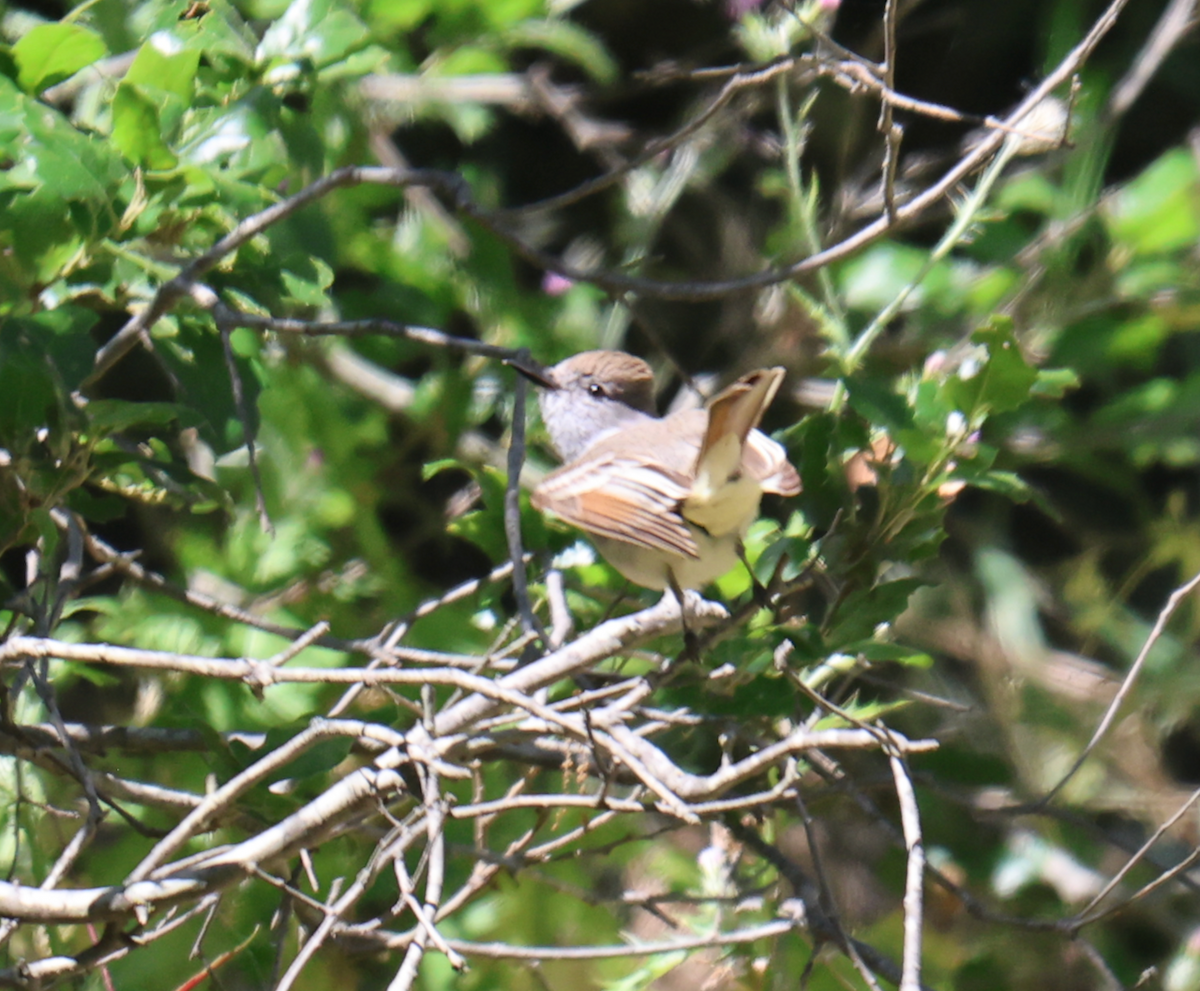 Ash-throated Flycatcher - ML636791349