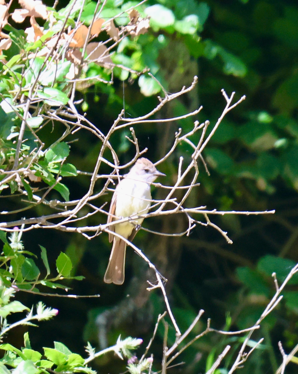 Ash-throated Flycatcher - ML636791350