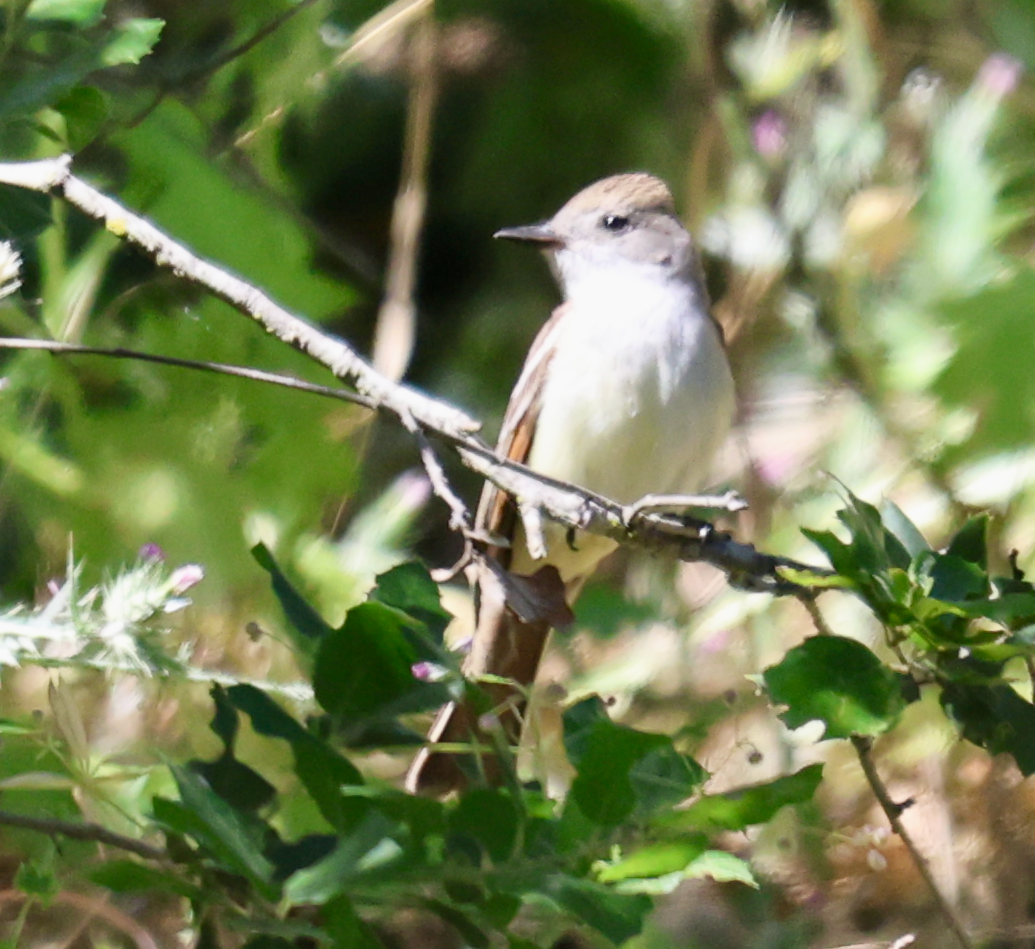 Ash-throated Flycatcher - ML636791351