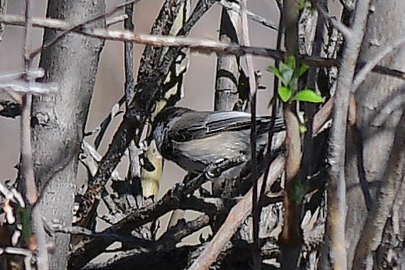 Gray-headed Chickadee - ML636791364