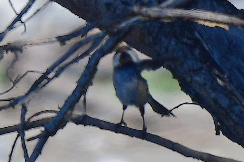 Gray-headed Chickadee - ML636791373