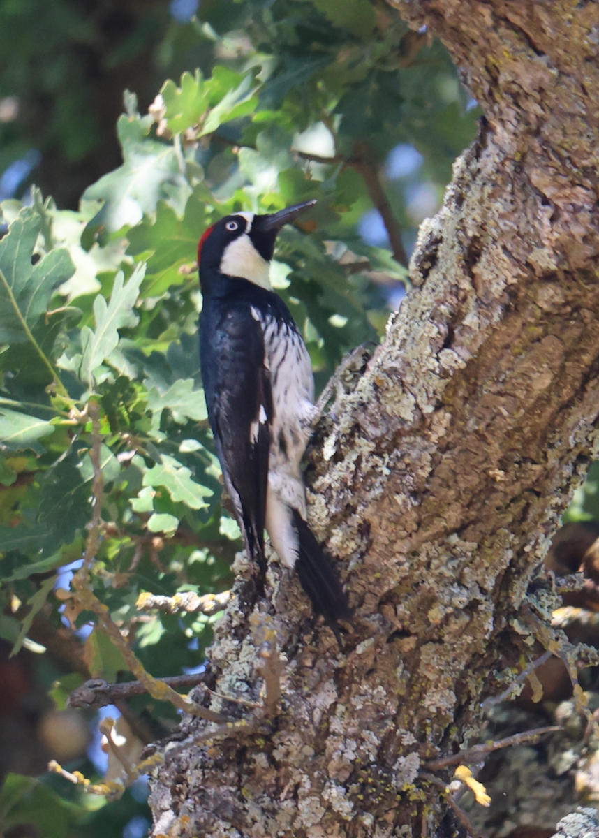Acorn Woodpecker - ML636791378