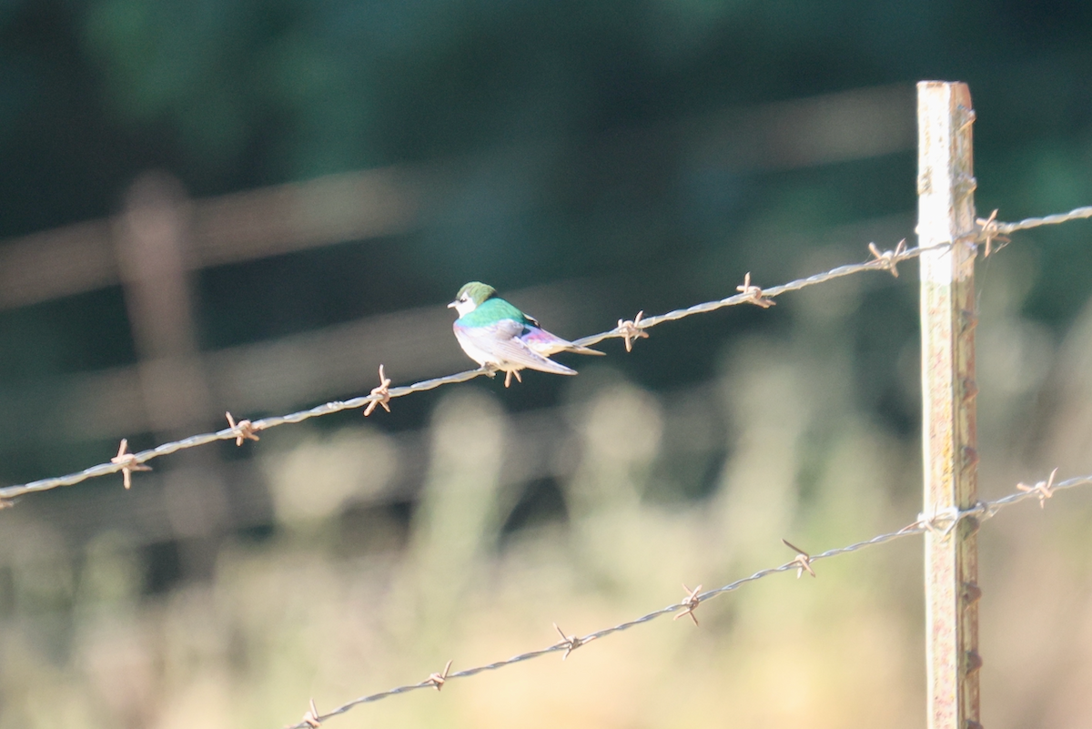 Violet-green Swallow - ML636791422