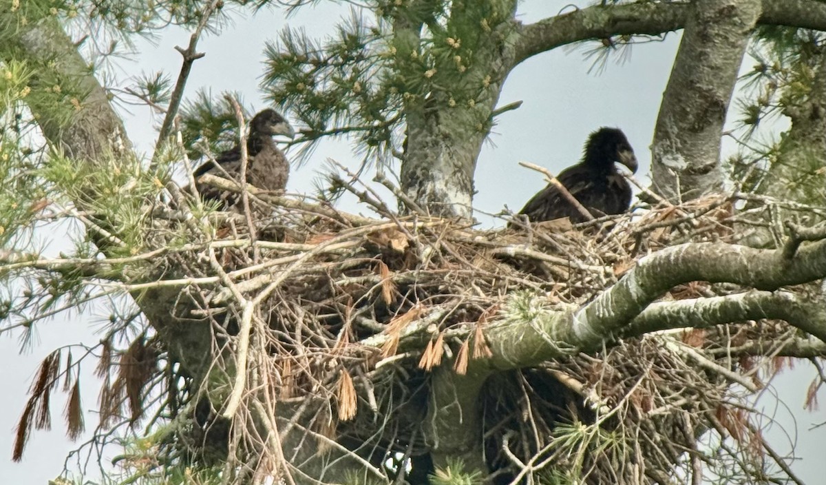 Bald Eagle - ML636791438