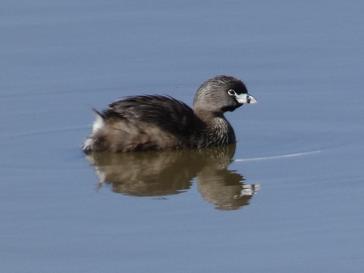 Pied-billed Grebe - ML636791446