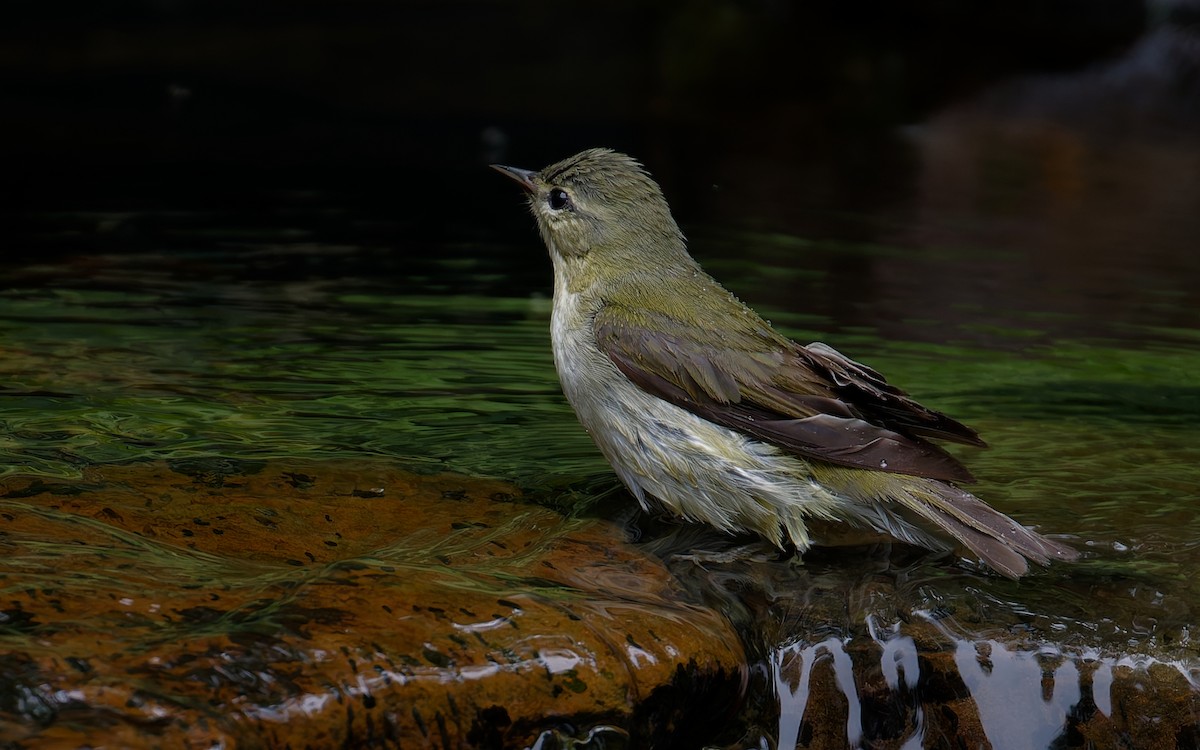 Tennessee Warbler - ML636791466
