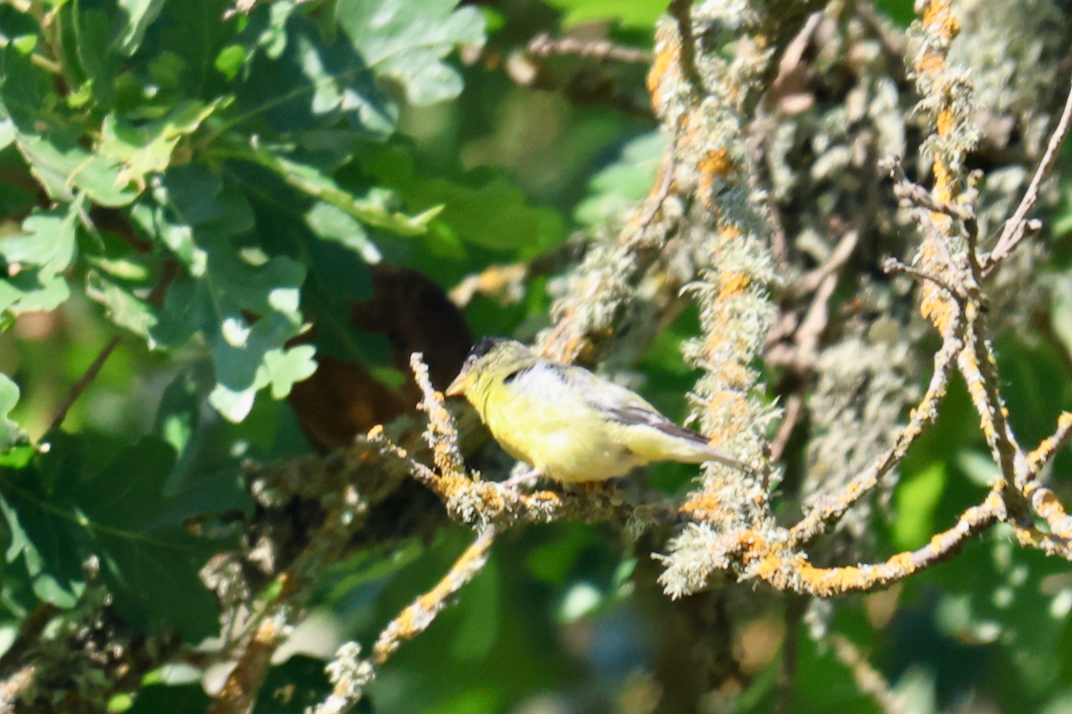 Lesser Goldfinch - ML636791476