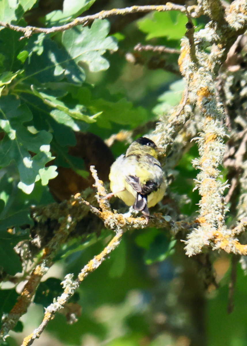 Lesser Goldfinch - ML636791477