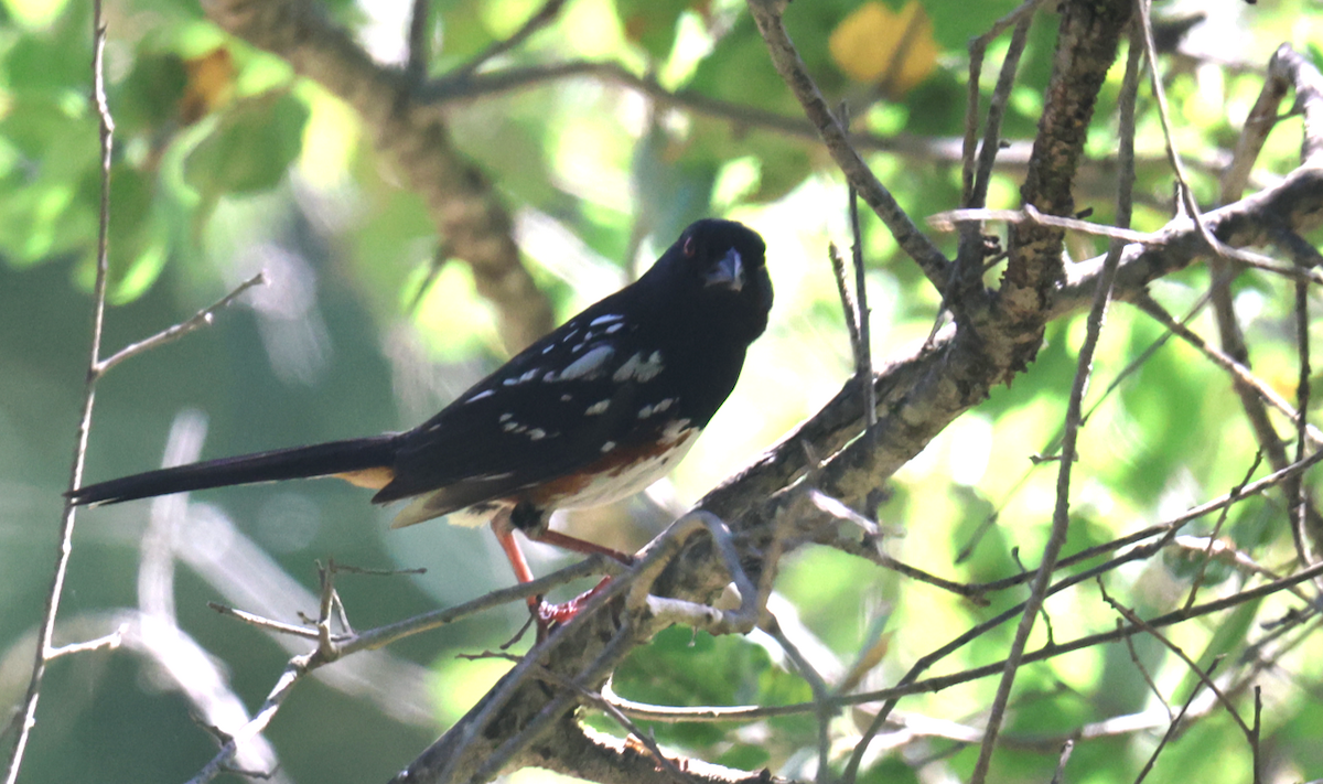 Spotted Towhee - ML636791506