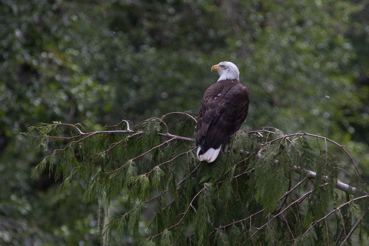 Bald Eagle - ML636791510