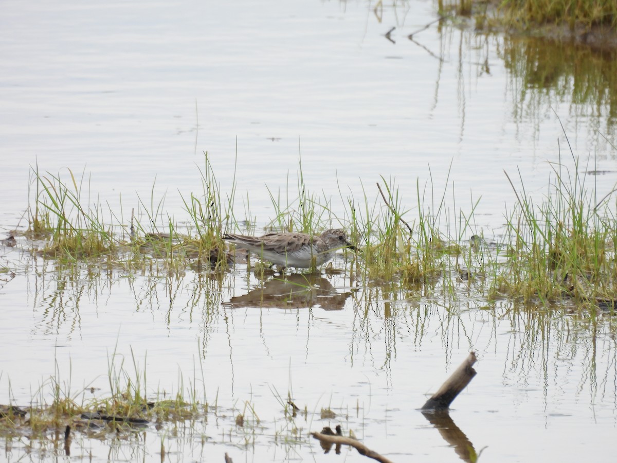 sandsnipe - ML636791553