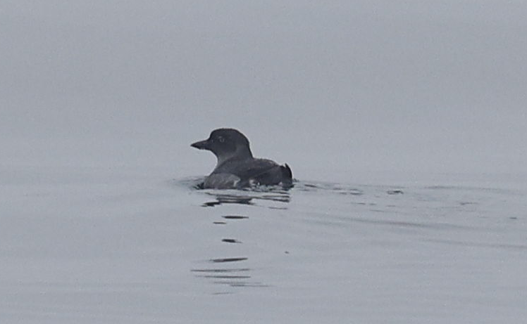 Cassin's Auklet - ML636791784