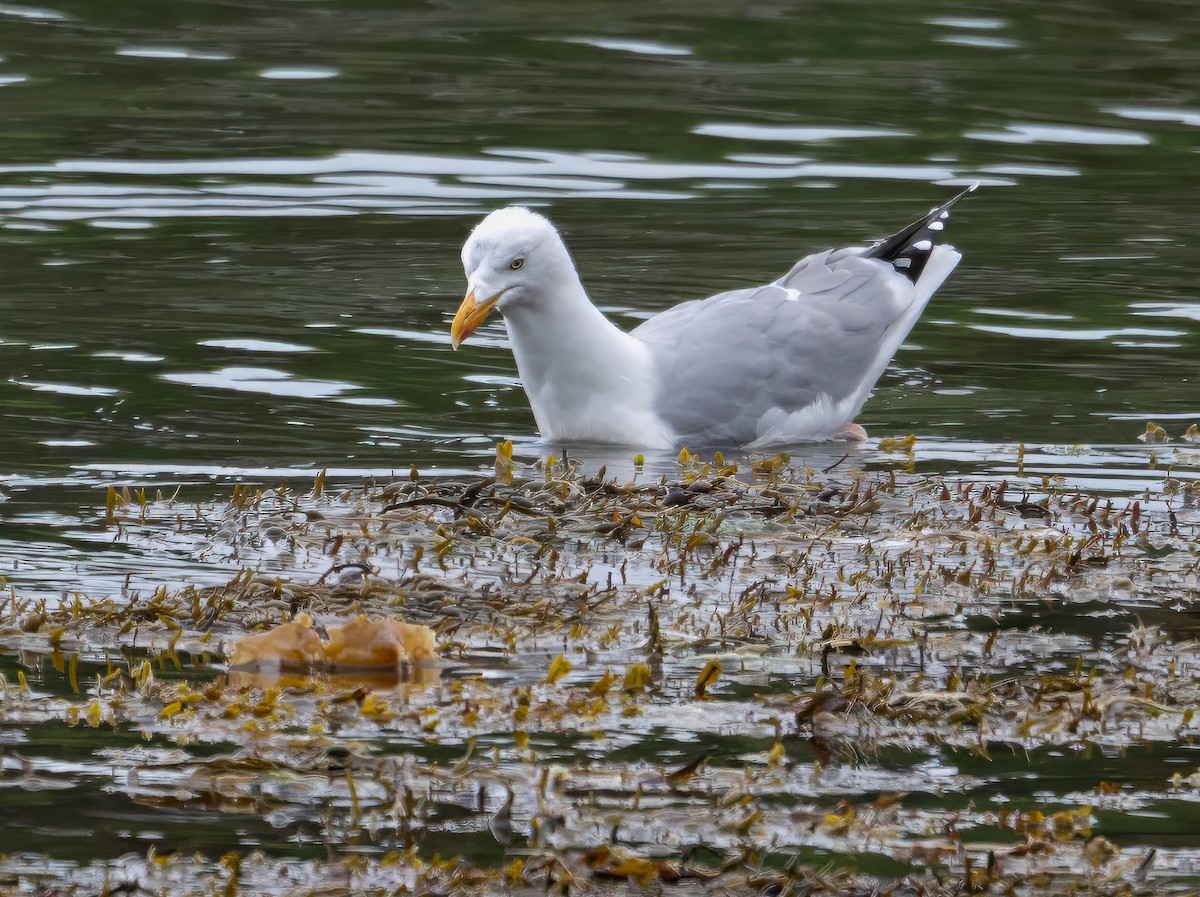 European Herring Gull - ML636791793