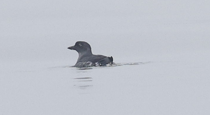 Cassin's Auklet - ML636791801