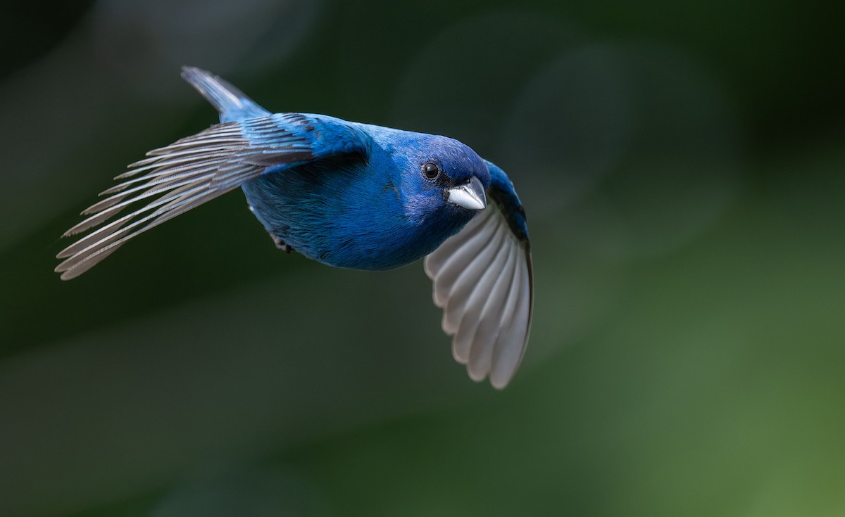 Indigo Bunting - ML636791803