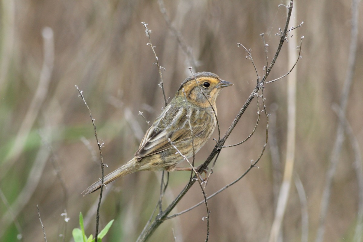 Nelson's Sparrow - ML636791807