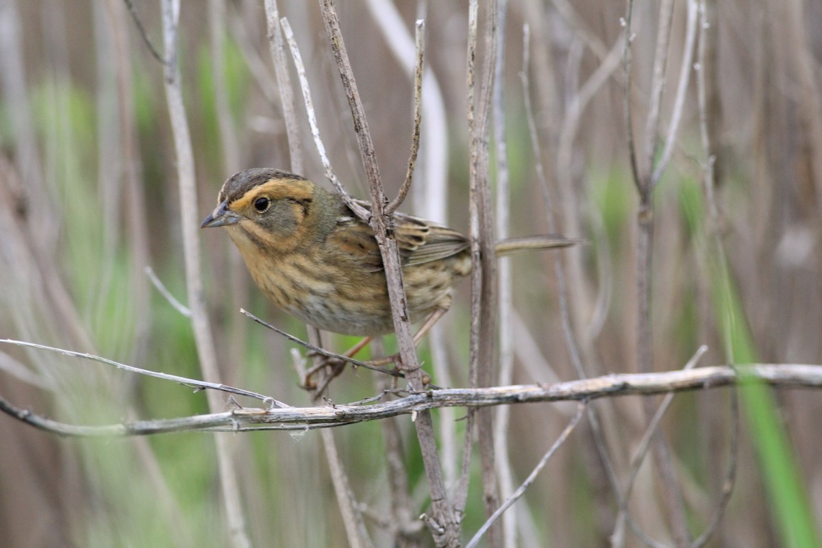 Nelson's Sparrow - ML636791827