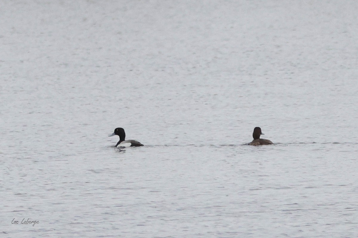 Lesser Scaup - ML636791914