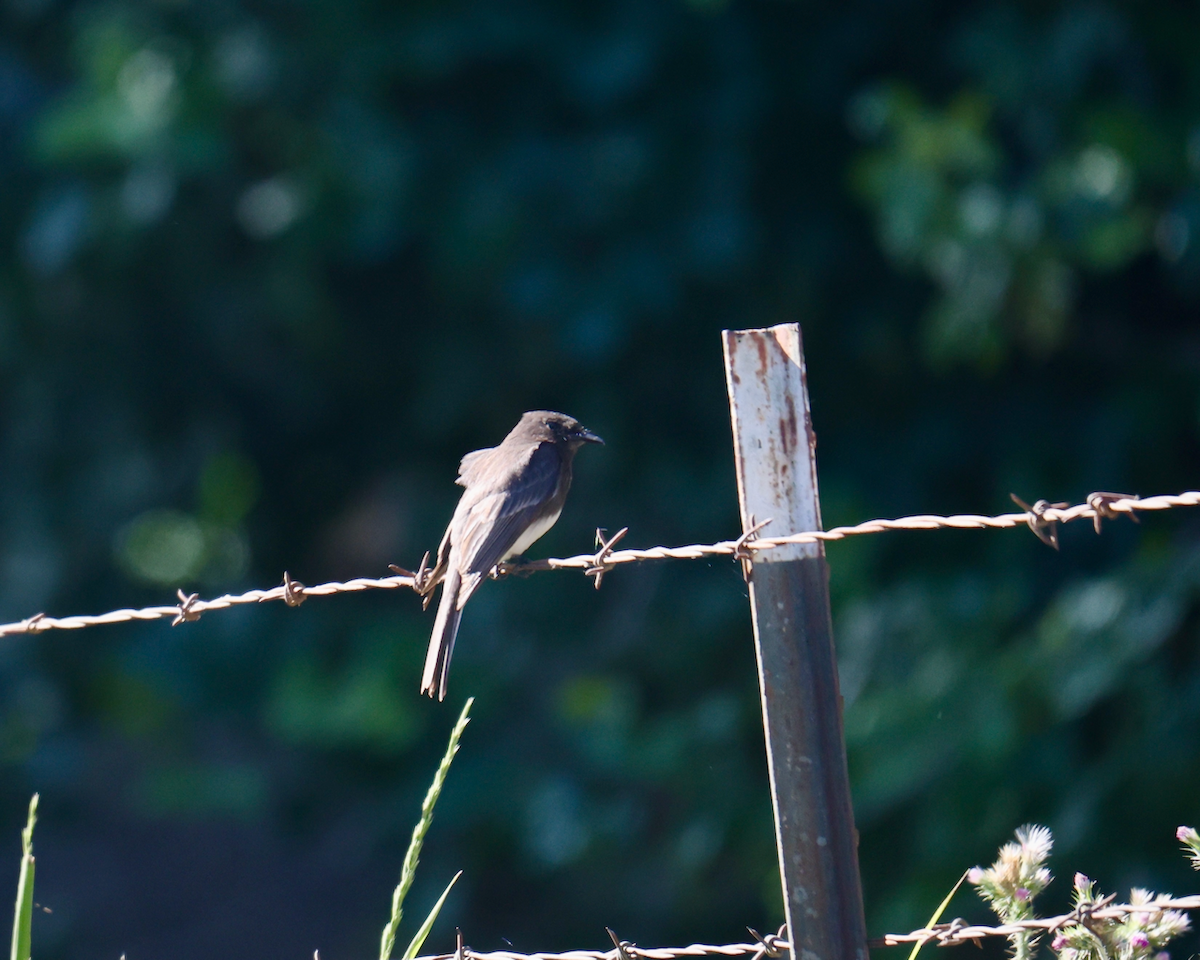 Black Phoebe - ML636791942