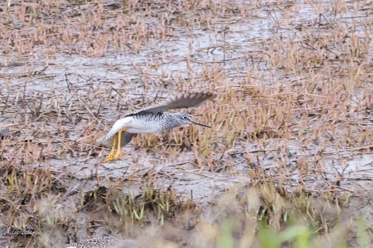 Lesser Yellowlegs - ML636791982