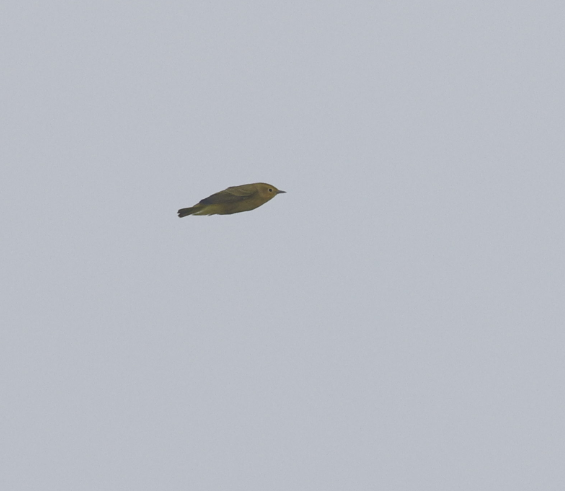 Wilson's Warbler - ML636791997