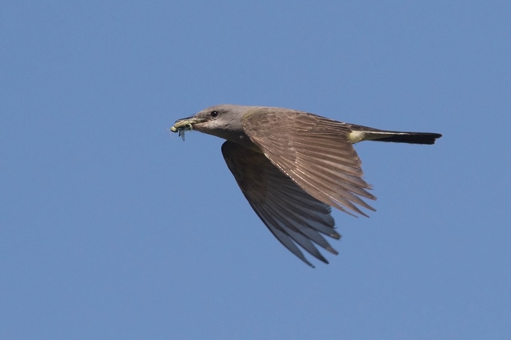 Western Kingbird - ML63679201