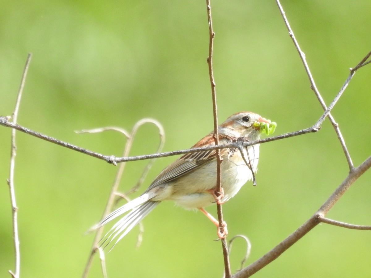 Field Sparrow - ML636792014
