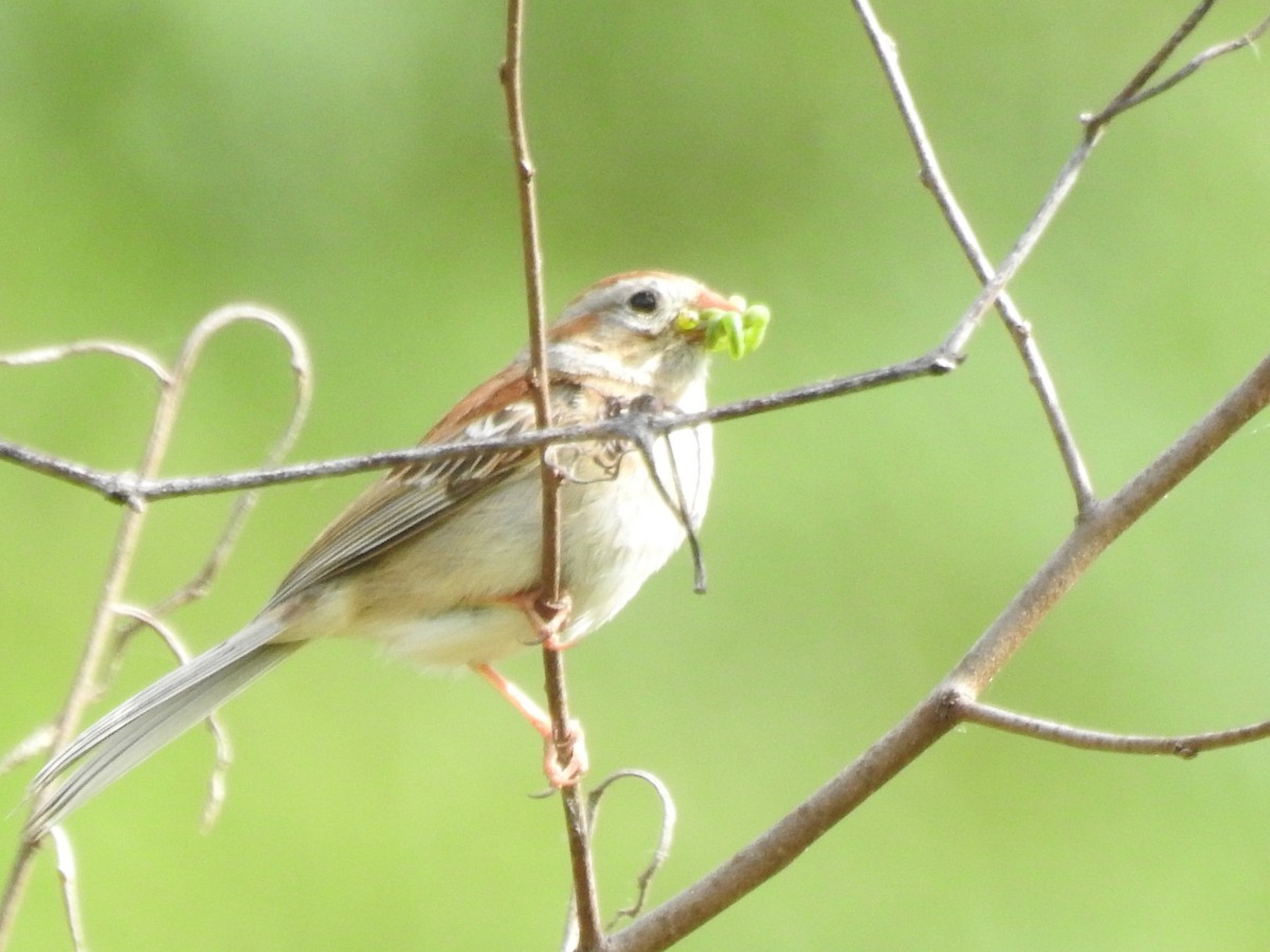 Field Sparrow - ML636792015