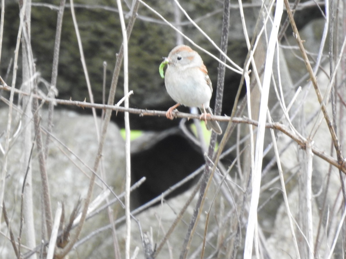 Field Sparrow - ML636792016