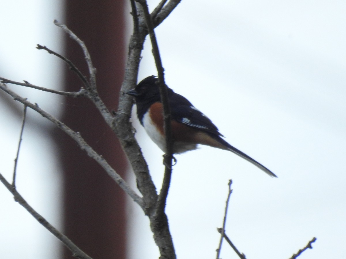 Eastern Towhee - ML636792026