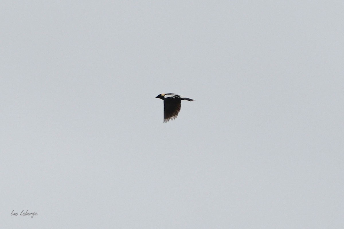 Bobolink - ML636792038