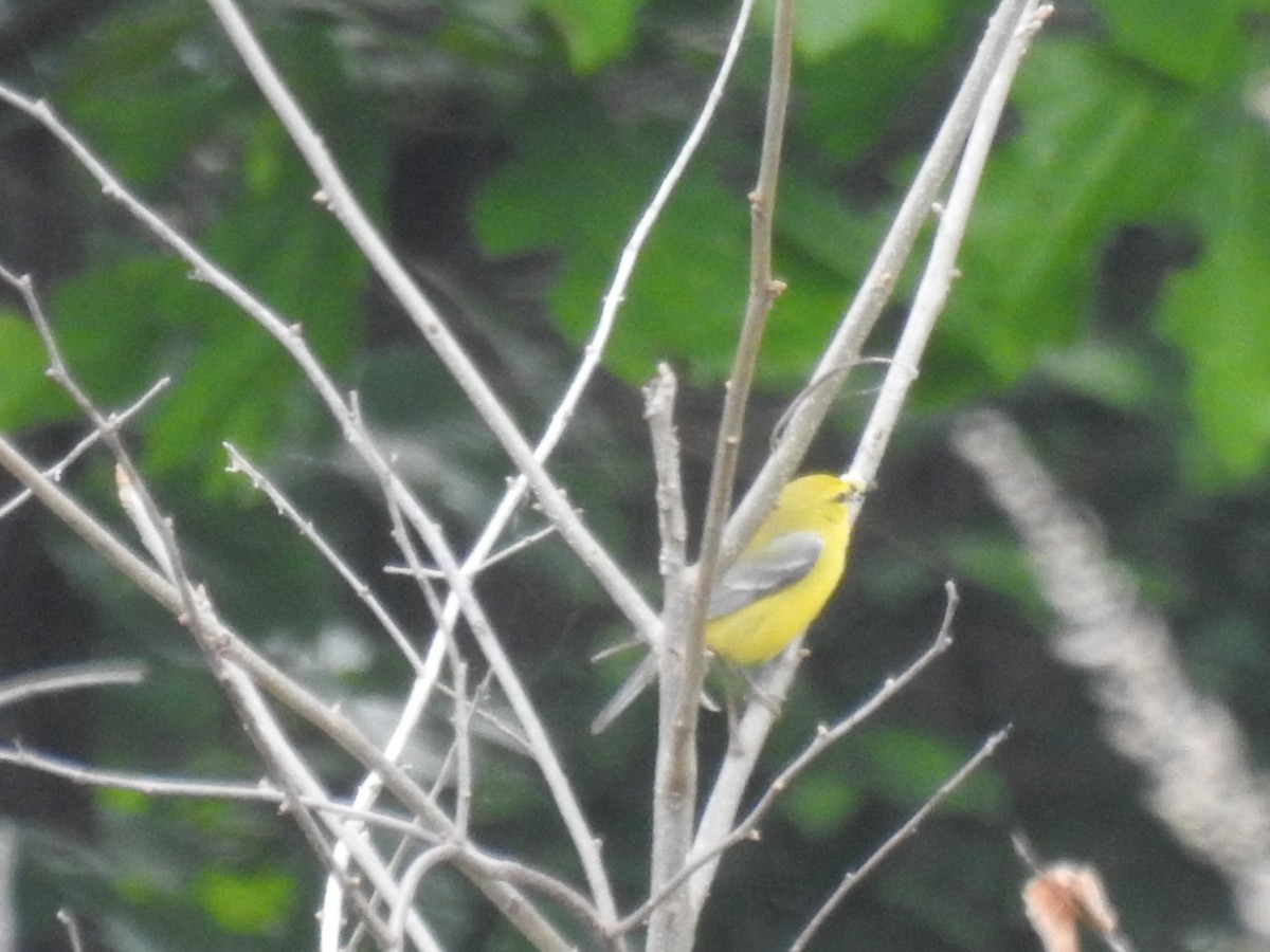 Blue-winged Warbler - ML636792085