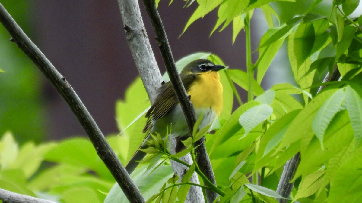 Yellow-breasted Chat - ML636792092