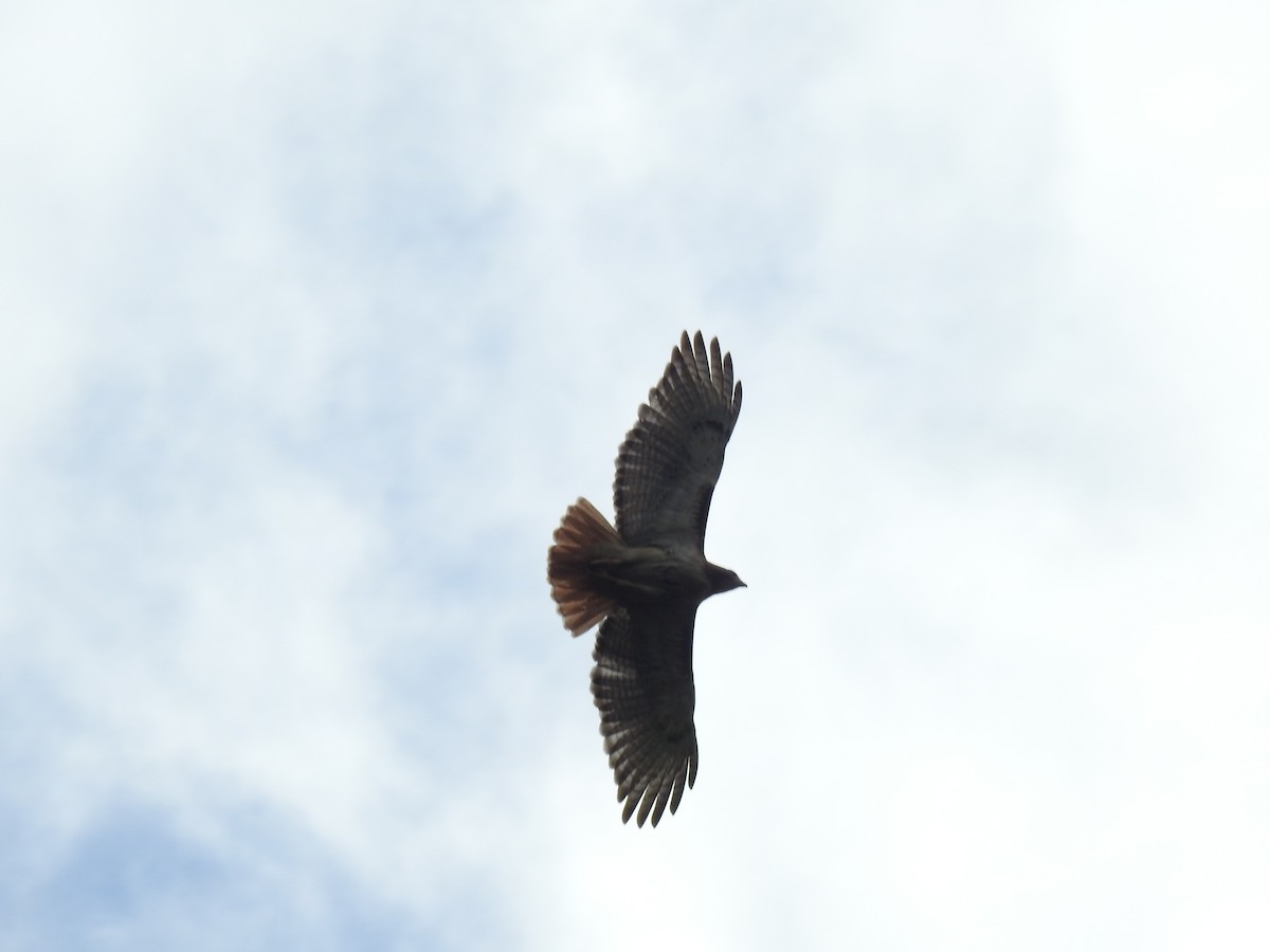 Red-tailed Hawk - ML636792141
