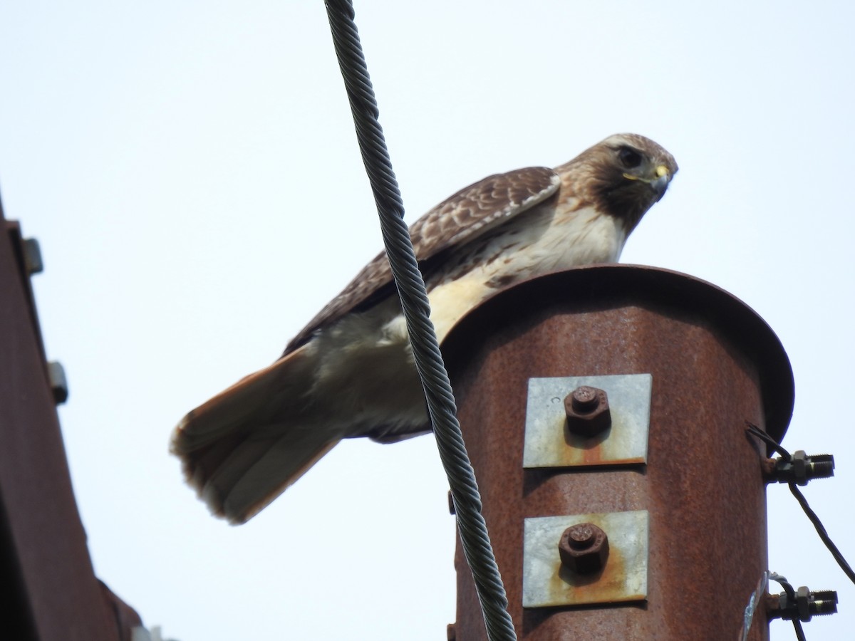 Red-tailed Hawk - ML636792142