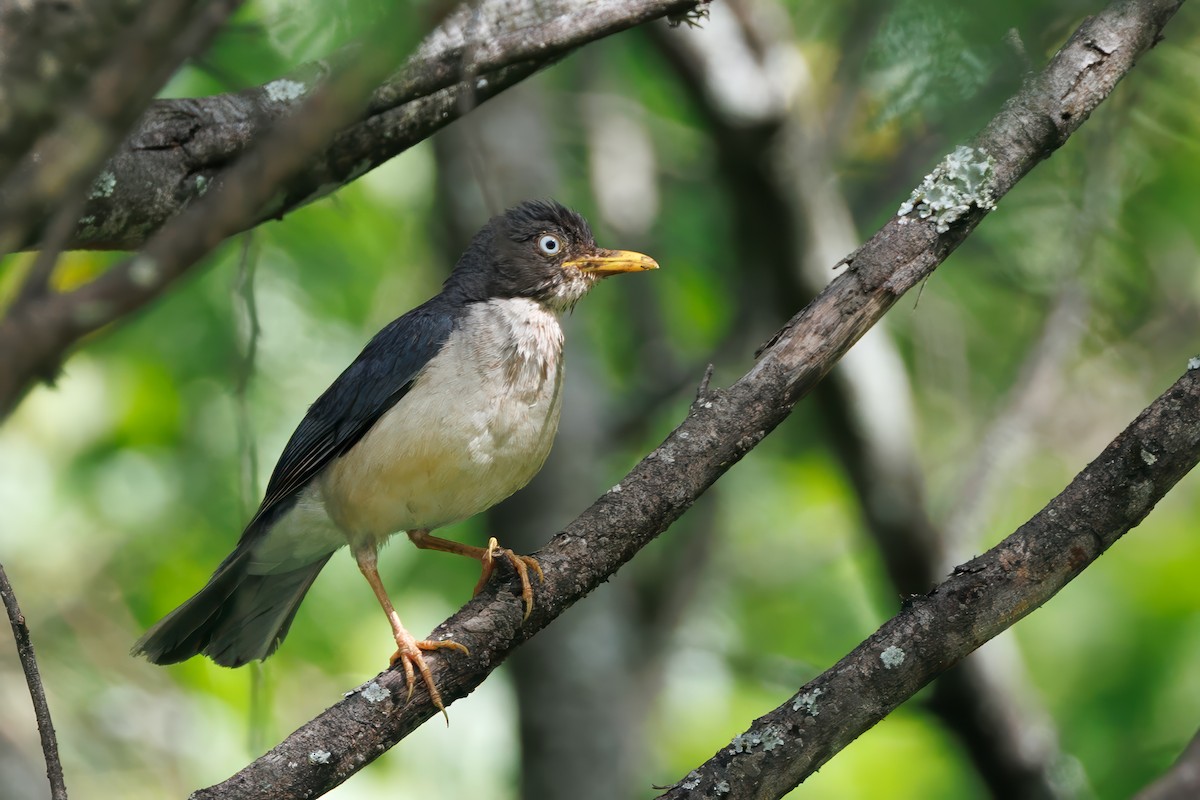 Plumbeous-backed Thrush - ML636792259