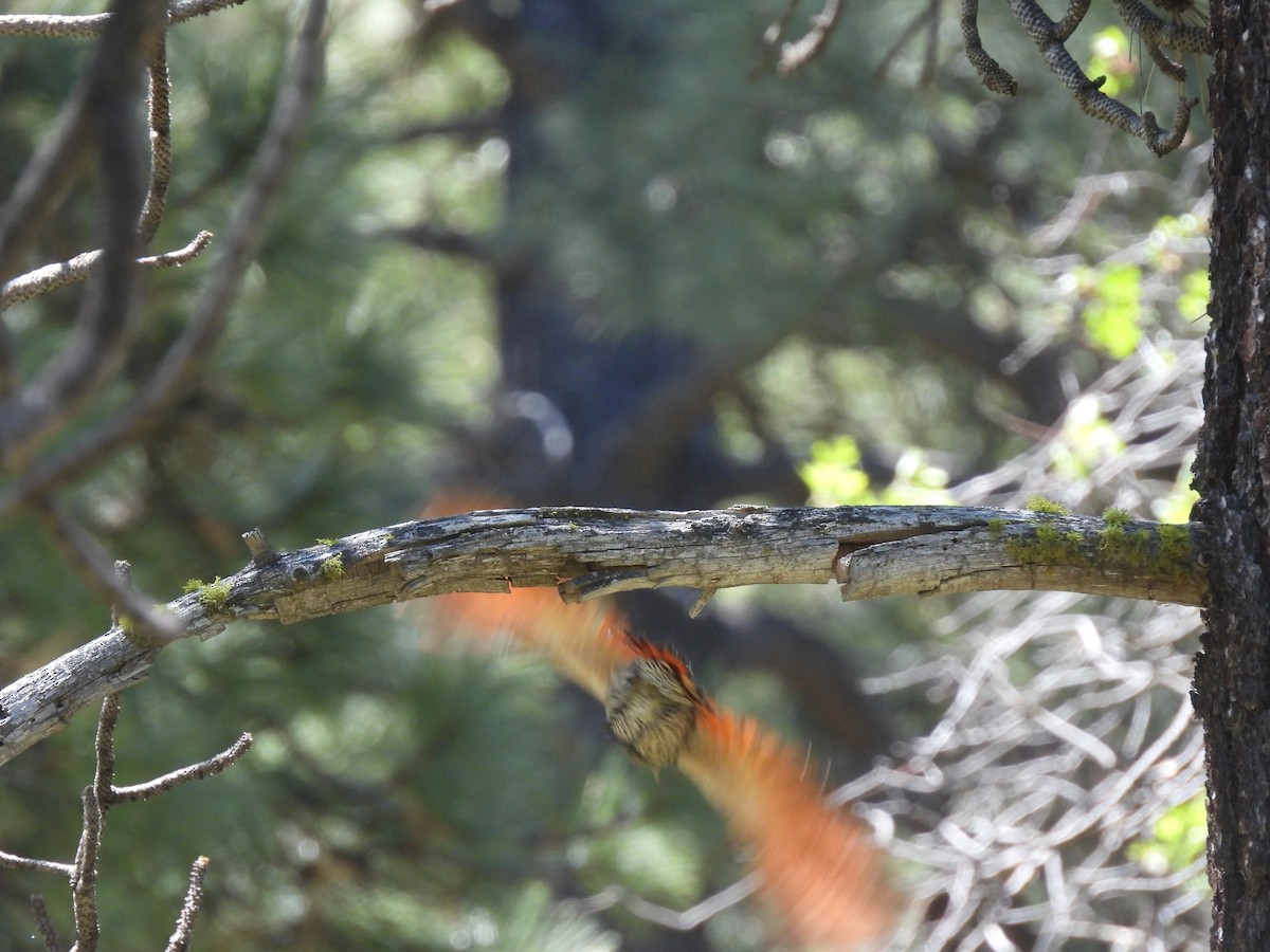 Northern Flicker - ML636792310