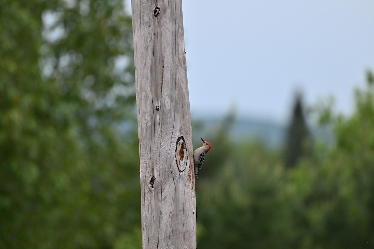 Red-bellied Woodpecker - ML636792532