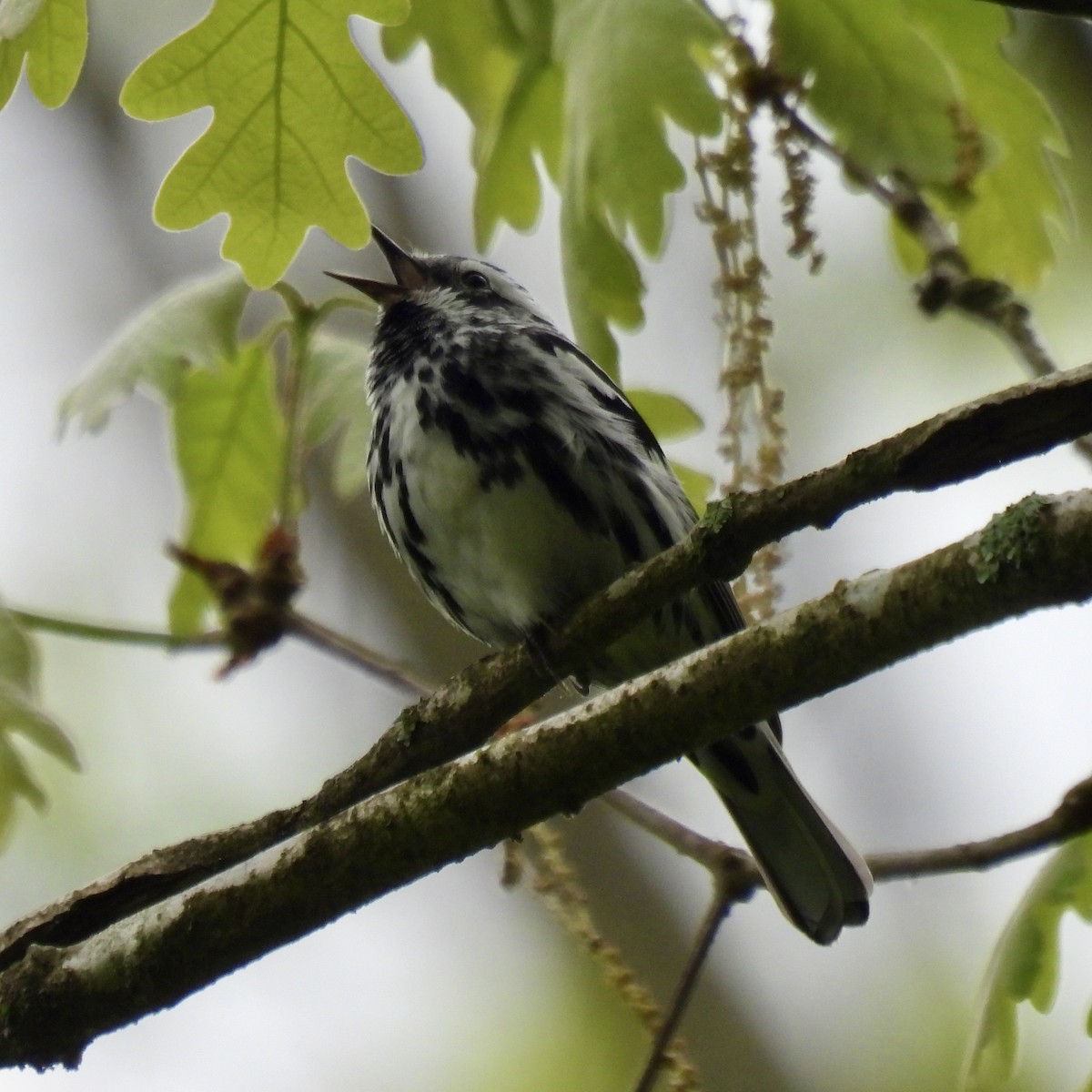 Black-and-white Warbler - ML636792563